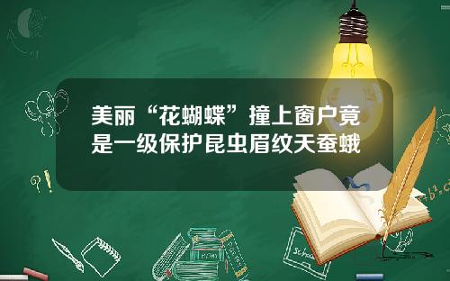 美丽“花蝴蝶”撞上窗户竟是一级保护昆虫眉纹天蚕蛾